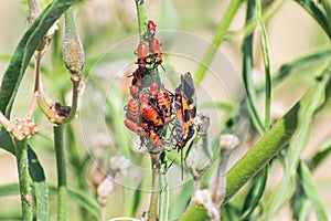 Close up of large milkweed bugs Oncopeltus fasciatus, adult and nymphs, feeding on a narrowleaf milkweed plant; The large