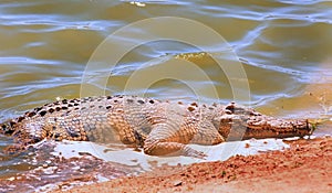 Close up of a large Nile Crocodile basking on the edge of the Luangwa River