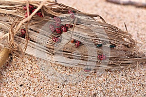 Close Up of Large Number of Ladybugs and Beetles Gather in Spring on Organic Debris on the Beach