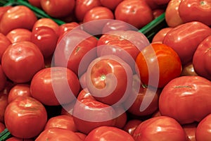 Close-up on a large number of tomatoes red from a fresh crop of