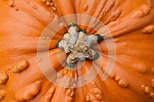 Close-up of large, orange pumpkin with warty, lumpy texture