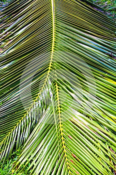 Close-up Large palm leaves