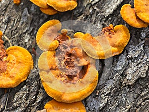 A close-up of large patches of yellow fungi growing on a tree trunk.