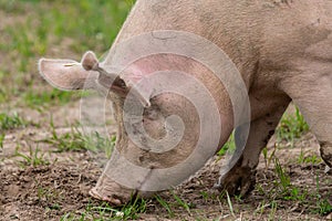 Close up of a large pig rooting in a green summer field