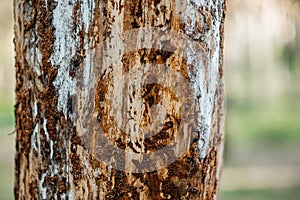 Close-up of a large pine trunk, cracked rough thick tree bark. pattern abstraction, forest