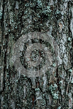 Close-up of a large pine trunk, cracked rough thick tree bark. pattern abstraction, forest