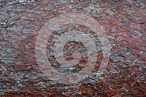 Close-up of a large pine trunk, cracked rough thick tree bark. pattern abstraction, forest