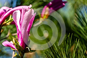 Close-up of large pink flower Magnolia Susan Magnolia liliiflora x Magnolia stellata on black pine background