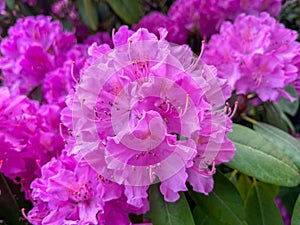 Close up of large pink Rhododendron Flowers in a Public Park in Wuppertal, Germany in spring