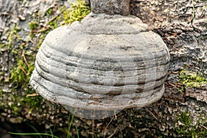 Close up of a large polypore growing on a dead birch trunk