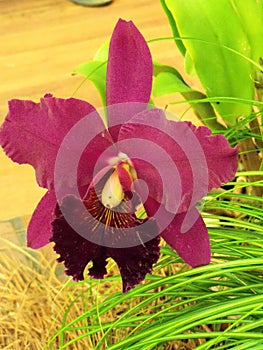 Close up large purple Cattleya Orchid