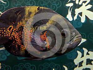 Close-up of a large red and black parrot fish reared in a fish tank. Translation: The dragon comes out of the deep sea.