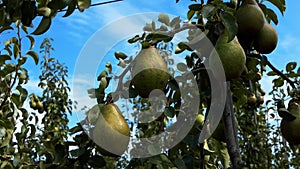 Close-up of large ripe pears in an orchard with a blue sky as a background.