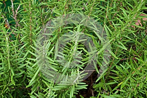 Close up of large rosemary plant in backyard garden