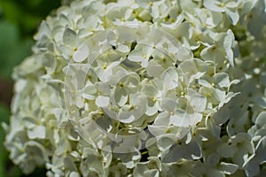 Close-up Large round arborescens lush white hydrangea flower on green bush. Perennial herb, sunny garden