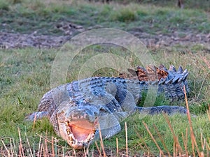 Close up of a large saltwater crocodile on the bank at corroboree billabong