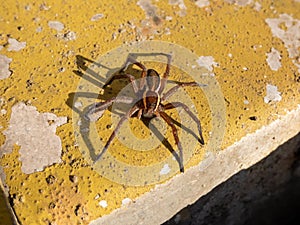 Close-up of the large semi-aquatic raft spider (Dolomedes fimbriatus) dark brown with white and cream stripe along sides