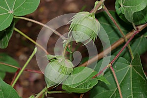 Close-up of large size cotton fruits or cotton bolls growing on planted crops in the field