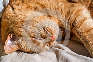 Close up of large, sleeping, orange cat