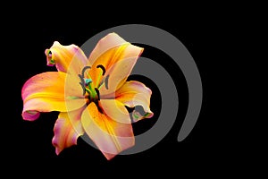 Large glowing oriental lily close up on dark background