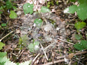close up of large spider web with white fluff