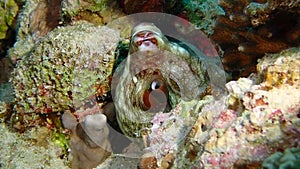 A close up of a large spiky green reef octopus