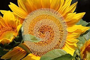 Close up of a large sunflower