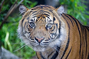 Close up of large Tiger head staring at camera