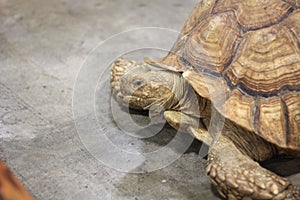 Close up of large Tortoise