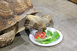 Close up of large Tortoise eating lettuce