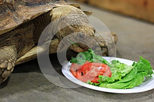 Close up of large Tortoise eating lettuce