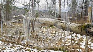 Close up a large tree fell on a metal fence destroying part of a metal fence leaving a hole