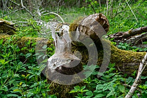 Close-up of large tree trunk bark chewed gnawed by beavers in the forest