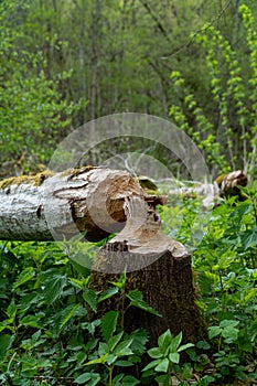 Close-up of large tree trunk bark chewed gnawed by beavers in the forest