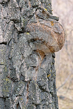 tree tumour photo