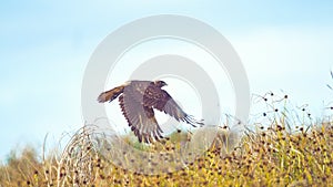 CLOSE UP: Large untamed bird takes flight off a dry bush in pristine wilderness.