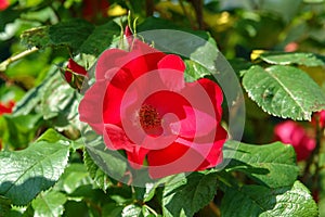 A close up of large vibrant red rose flower of the â€˜Robustaâ€™ variety in the garden, syn. `Kordes Robusta`