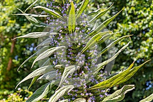 Close up on a large Vipers Bugloss flower spike