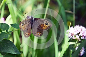 Close up of a large wall brown butterfly (Lasiommata maera) on a oregano blossom
