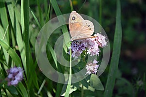 Close up of a large wall brown butterfly (Lasiommata maera) on a violet oregano flower