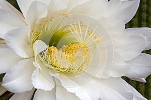 Close-up of large white flower of a soehrensia spachiana or white torch cactus