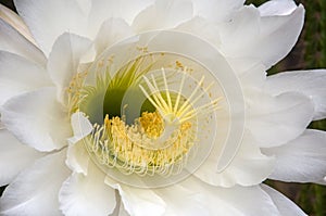 close-up of large white flower of a soehrensia spachiana or white torch cactus