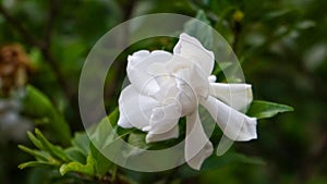 Close up of a large white jasmine flower