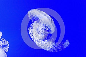 A large jelly fish against a blue background in water