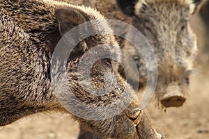 Close up of large wild boar male