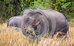 Close up of large wild Indian elephant with mouth full of grass