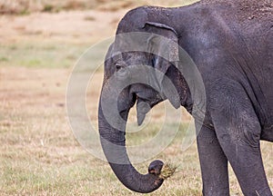 Close up of large wild Indian elephant with mouth full of grass
