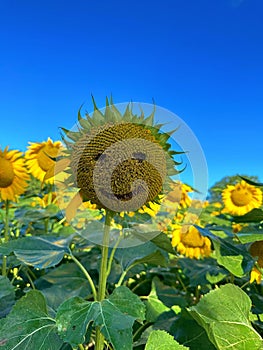 Close-up of a large yellow sunflower with a smiley face against a blue sky