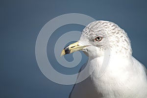 Close-up of Laridade Seagull