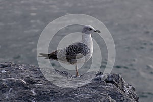 close-up of a Larus argentatus young Europen Herring gull at the sea side in Kadikoy Istanbul in winter photo